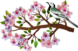 CERISIER ANNECY MASSAGE PRINTEMPS